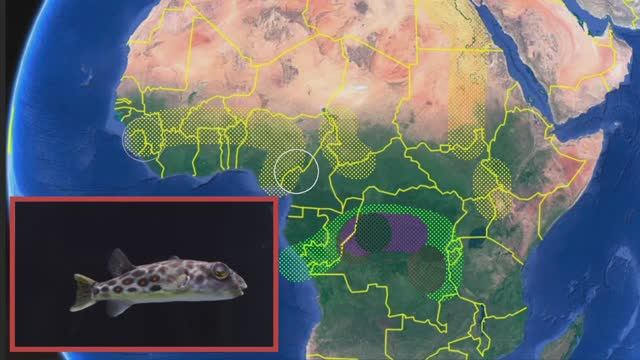 Африканские иглобрюхи Содержание, уход, характер смотреть онлайн