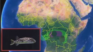 Африканские иглобрюхи Содержание, уход, характер