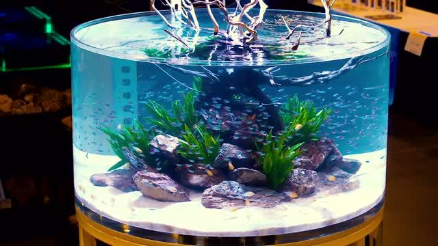 600 Неонов в огромном цилиндрическом аквариуме смотреть онлайн