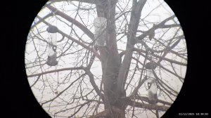 Кормушка для птиц 21.12.2025