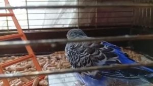 Волнистый попугай стучит по зеркалу