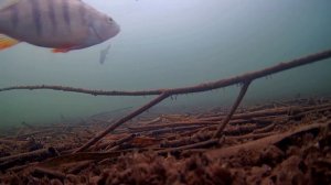 Атака щуки на раттлин