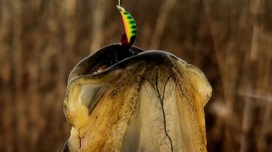 Ловлю ротанов. Зимняя рыбалка. Завершение сезона ловли ротана.