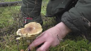 Двойник зеленушки! Рядовка еловая - ядовитый гриб. Tricholoma aestuans.