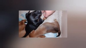 Маленькие бандитки Лесси и Несси.