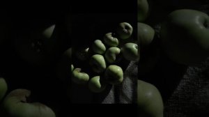 Сириус.Февральская естественно-научная программа