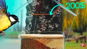 КУПЛЮ КОРМУШКУ ЗА 200$ !!! _ КОНКУРС