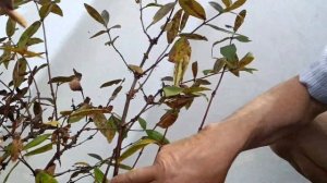 Жимолость. БОРЕАЛ БЛИЗЗАРД,обрезка куста.