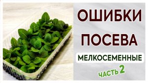 Ошибки при посеве мелких семян. Фиалки, петунии, глоксинии, стрептокарпусы, экзакумы и др. Часть 2.