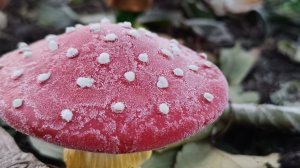 День подарок. Саяногорск Хакасия