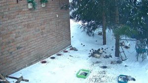 доброе утро зверята