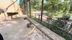 ВОТ ЭТО ВСТРЕЧА!!! Мы снова пришли все вместе к Люсе и малышам, нужно повесит канаты!