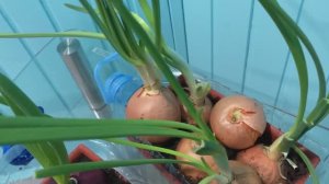 Лук на балконе.