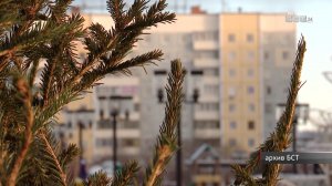 350 новогодних ёлок заготовят для братчан в этом году