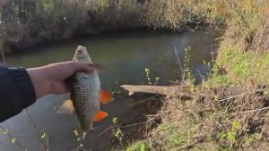 РУЧЕЙ 15 см. глубины, А РЫБЫ МНОГО! Рыбалка в сказочном месте на спиннинг. 2025