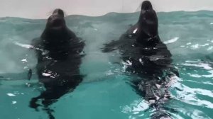 Байкальские Нерпы Лето Июнь 2025 г