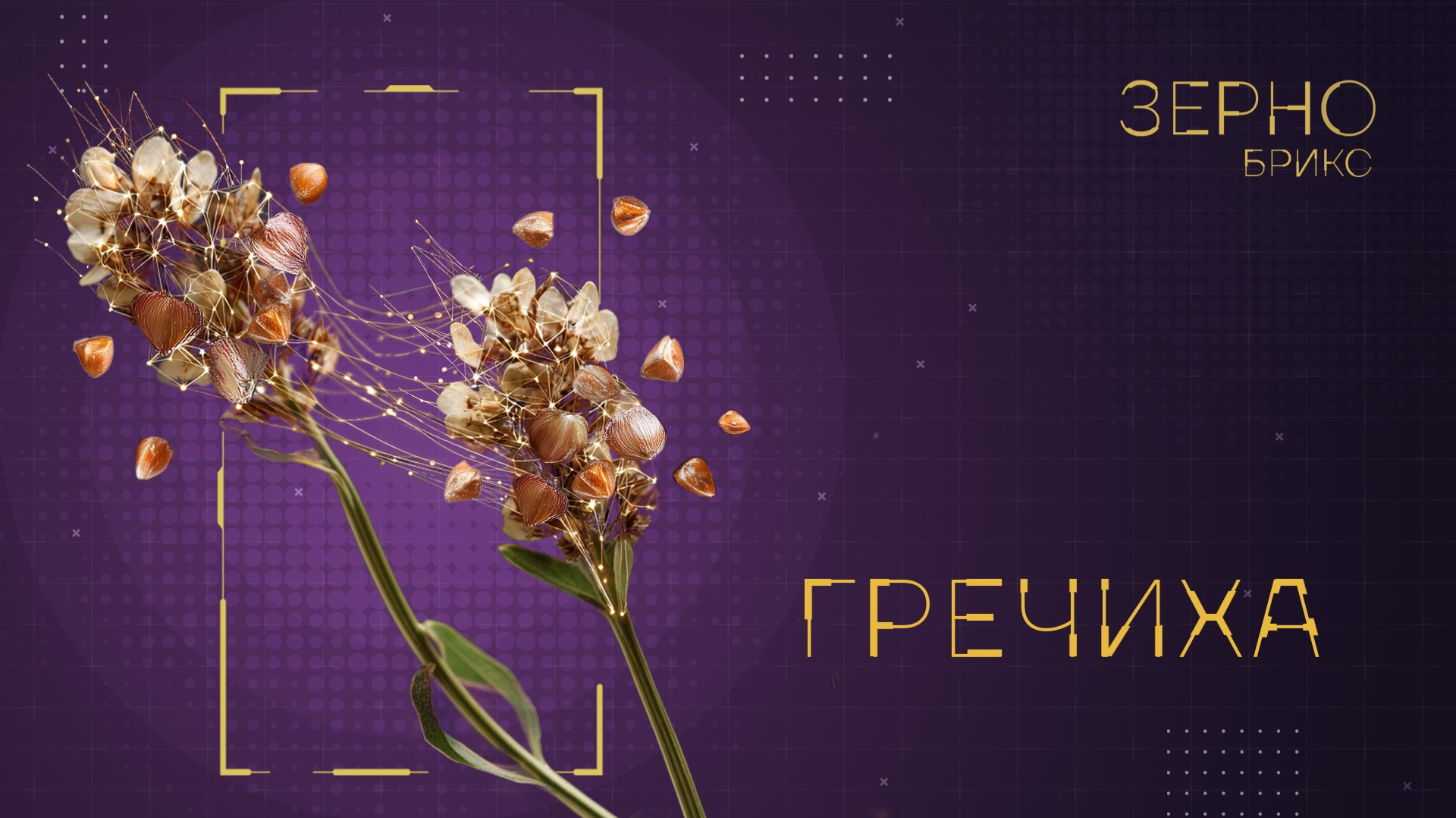 Зерно Брикс. Гречиха смотреть онлайн