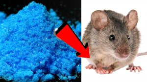 Как избавиться от мышей и крыс навсегда За 3 Секунды...!!!.!!!!.!!!