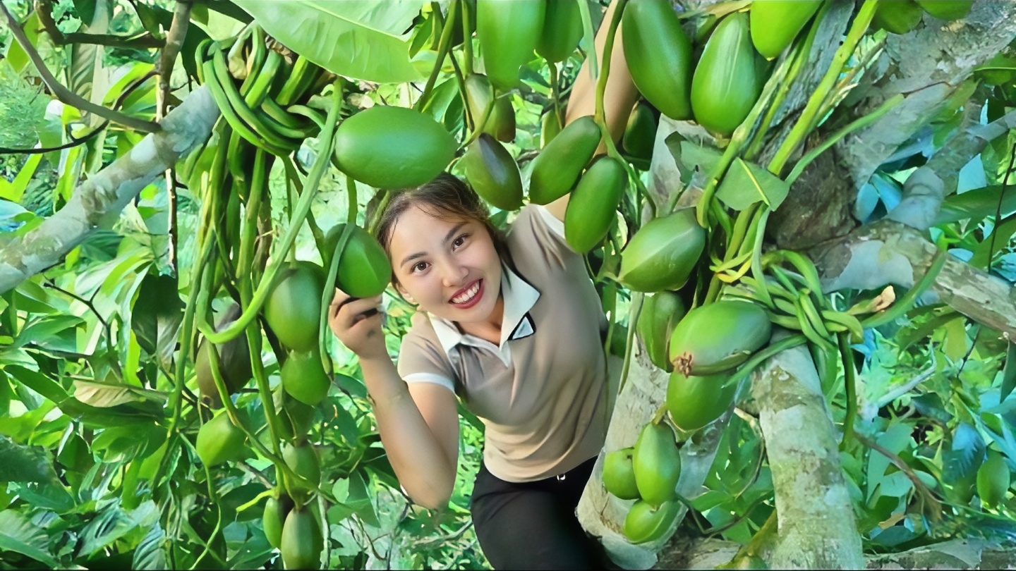 Собираю урожай дикого авокадо, и везу его на рынок продавать. Трудолюбивая Дуонг. Вьетнам смотреть онлайн