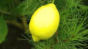 Абхазия в два раза нарастила объем поставок лимонов в Россию