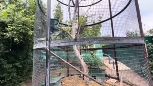 Анфиса стала СКАКАТЬ по золотой карете как кузнечик, она явно ждет своего обезьяньего принца)))