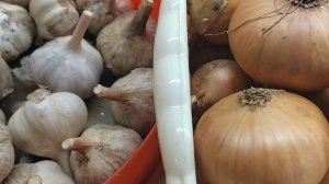 Как сохранить до весны, выращенный на даче, лук репчатый и чеснок
