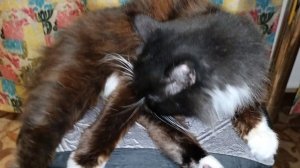 Кошка умывается,старается, говорят,к гостям😄