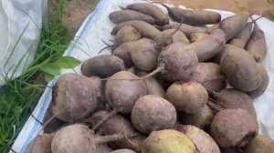 Свекла Таунус, Пабло и Сластена. Урожай 2025