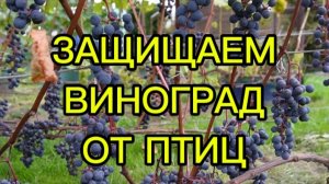 ЗАЩИЩАЕМ  ВИНОГРАД  ОТ ПТИЦ .