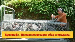 Ферма Бушкрафт в Пханге. Вьетнам.  Домашняя цесарка сбор и продажа.