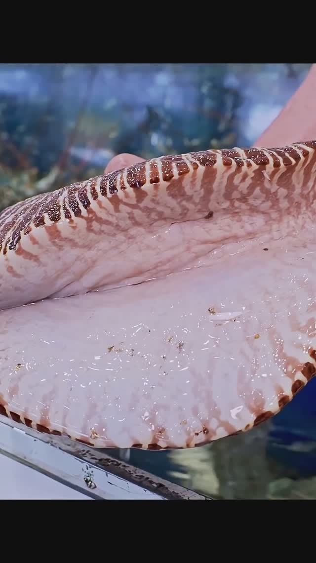 Огромная морская улитка весом 3 кг！ смотреть онлайн