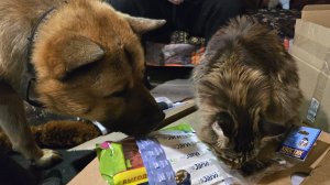 Первый стрим в Рутубе! Распаковочка подарков с Орхидиума и посылки из Тюмени