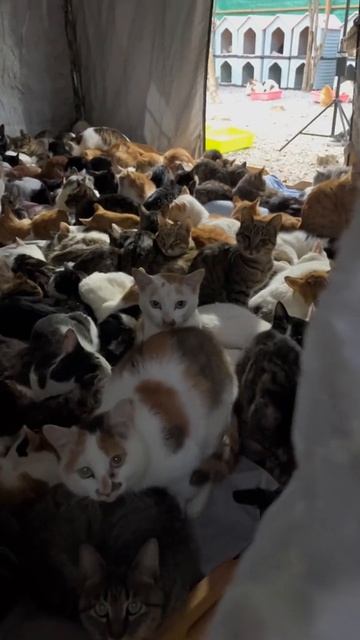 Ну, заходи, устраивайся, всем места хватит.