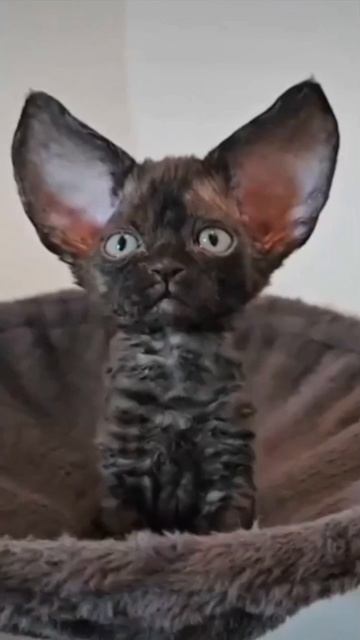 Невероятное ушастое чудо 😍