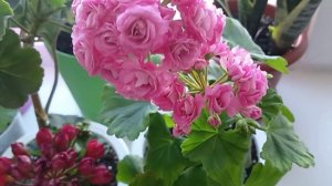 Ошибки при выращивании Пеларгонии