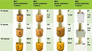 Исследование гравиотропизма растений