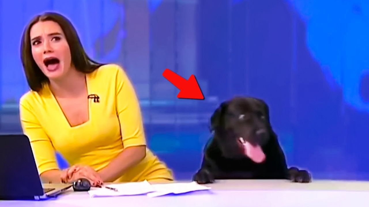 КОГДА РАБОТАТЬ ПРОСТО НЕВОЗМОЖНО😹ЛУЧШИЕ ВИДЕО С ЖИВОТНЫМИ 2025