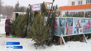 На что курганцам стоит обращать внимание при выборе ёлки?