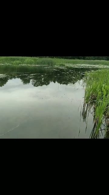 лагерь березка 2023 обзор Липецкая область, Добровский район,с. Кривец