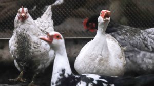 Крупная российская птицефабрика приостановила отгрузку яиц