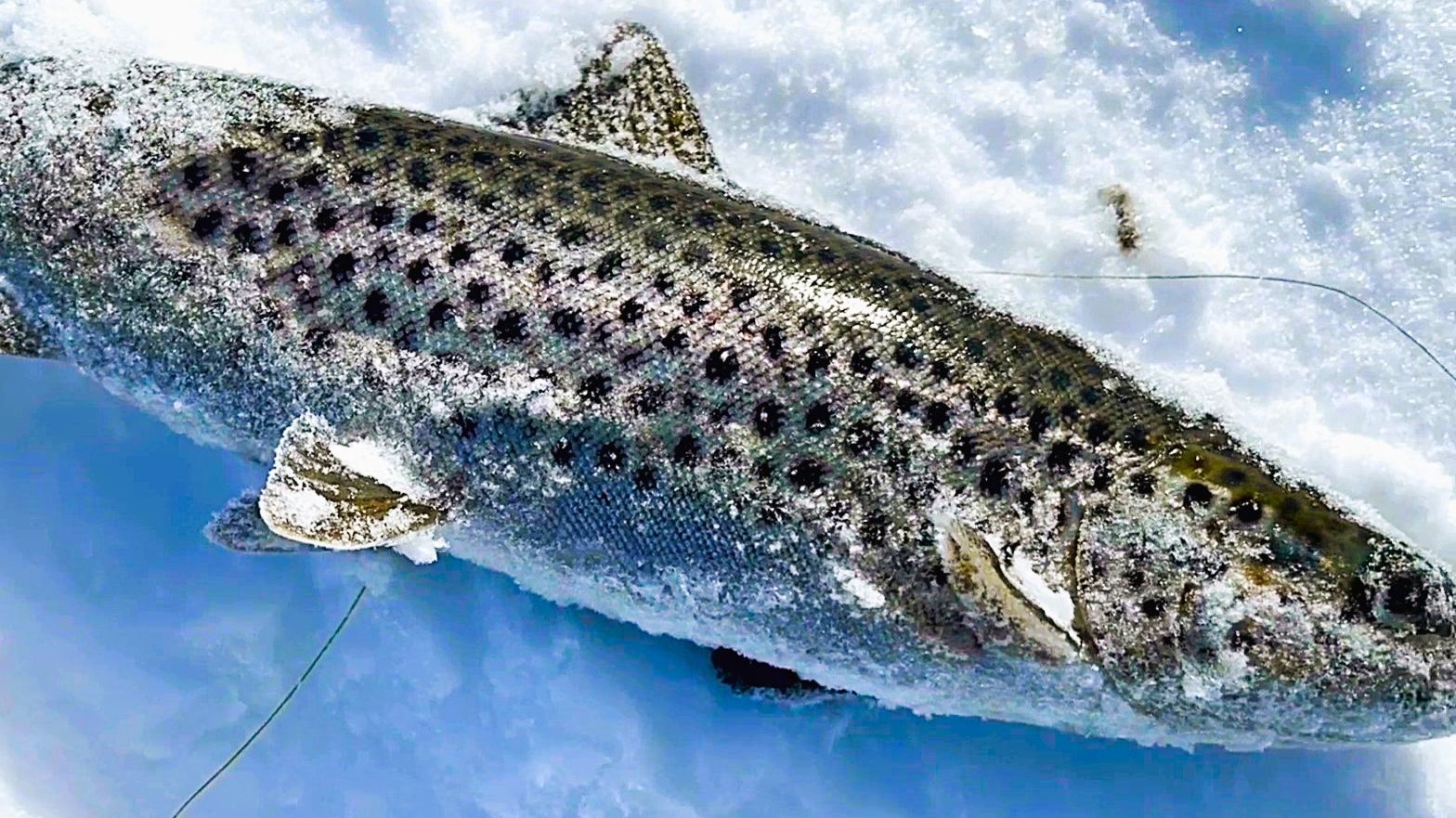 РАЗЛИВЫ Лотты зовут за собой. БОЛЬШЕ рыбалки от ИИ