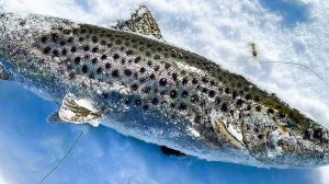 РАЗЛИВЫ Лотты зовут за собой. БОЛЬШЕ рыбалки от #ИИ