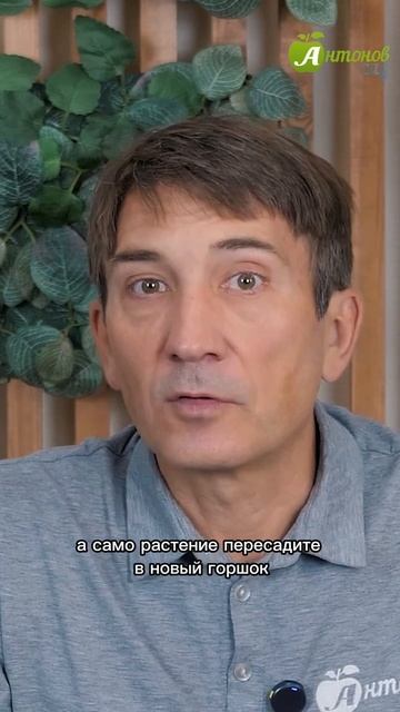 Как поливать замиокулькас? смотреть онлайн