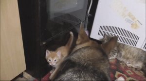 Мой фильм  А котёнок подрастает