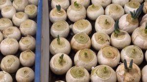 СОРТ ЛУКА СТАРДАСТ.