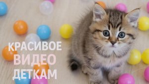 Сказки детям | развлекательное видео про животных
