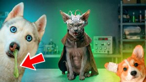 КОТ МАРСИК И МАГИЧЕСКАЯ СОПЛЯ БАНДИТА!! Корги Пряник Говорящая собака