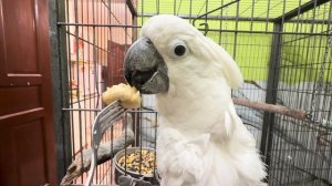 Я ВСЯ НА НЕРВАХ за Николь, пришла успокоиться к любимым попугаям!