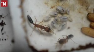 Из жизни муравьев Harpegnathos saltator. Макро сьемка