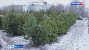 Для костромичей заработали официальные ёлочные базары